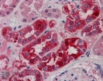 Goat anti-MID2 / TRIM1 Antibody