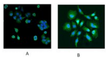 Goat anti-PARK7 / DJ-1 Antibody