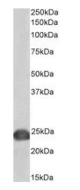 Goat anti-PARK7 / DJ-1, biotinylated Antibody