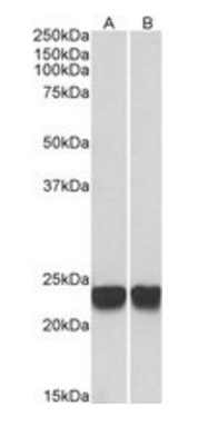 PARK7 antibody