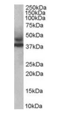 Goat anti-MURF3 / TRIM54 Antibody
