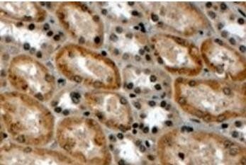 Goat anti-RNF34 / RFI (N Terminus) Antibody