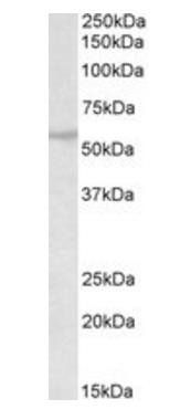 Goat anti-RNF36 / TRIM69 Antibody