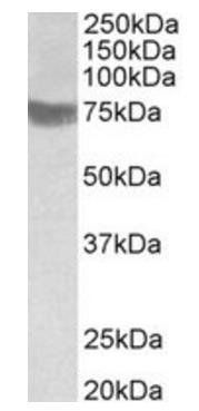 Goat anti-TRC8 Antibody
