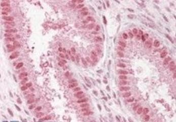 Goat anti-Npap60 / Nup50 Antibody