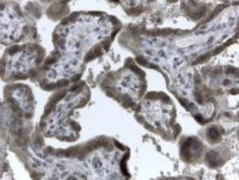 Goat anti-EVC2 / Limbin Antibody