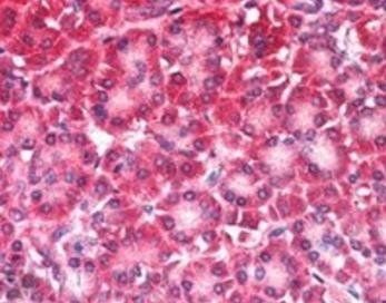 Goat anti-CARD6 Antibody