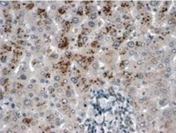 USP15 Antibody
