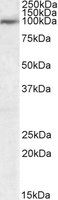 Goat anti-USP20 / VDU2 Antibody