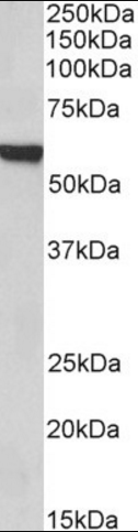 FOXA2/HNF3B Antibody