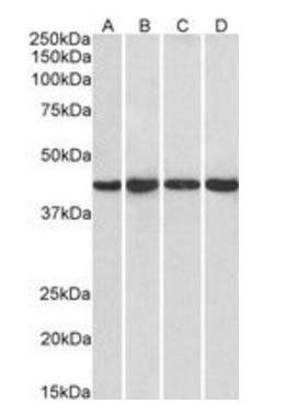 PPP1R8 antibody