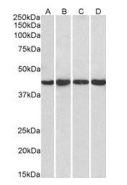 Goat anti-NIPP1 / PPP1R8 Antibody