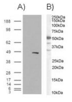 Goat anti-BAF57 / SMARCE1 Antibody