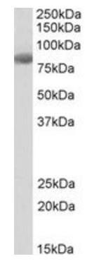 EMI2 Antibody
