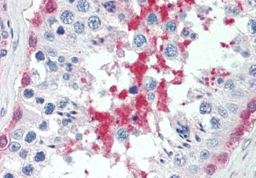 Goat anti-BAP / SIL1 Antibody