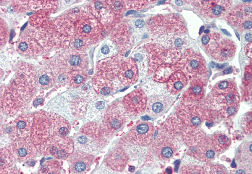 Goat anti-BAP / SIL1 Antibody