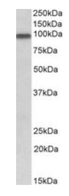Goat anti-APPL / DIP13alpha Antibody