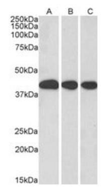 Goat anti-MRG15 / MORF4L1 Antibody