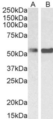 Goat anti-PTBP1 / PTB Antibody