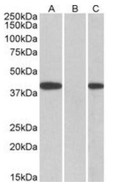 Goat anti-FANCF Antibody