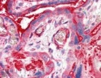 Goat anti-CENTA2 Antibody