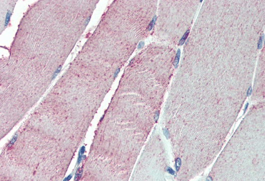 Goat anti-ORP1 Antibody
