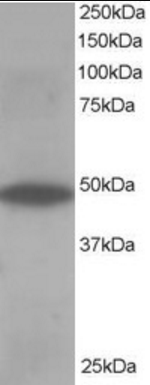 ORP1 Antibody