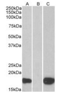 PHLDA3/TIH1 Antibody