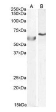 Goat anti-POLL / POLkappa Antibody