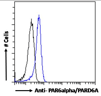 Goat anti-PAR6alpha / PARD6A Antibody