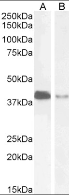 Goat anti-PAR6alpha / PARD6A Antibody