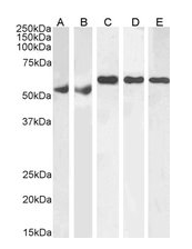 Goat anti-KPNA4 / IPOA3 Antibody
