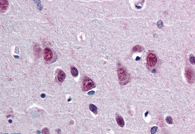 Goat anti-SMUG1 Antibody