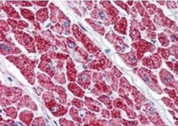 Goat anti-VDAC2 (C Terminus) Antibody