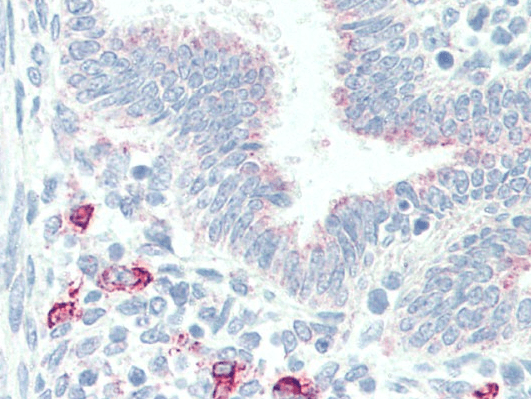 Goat anti-MPG Antibody