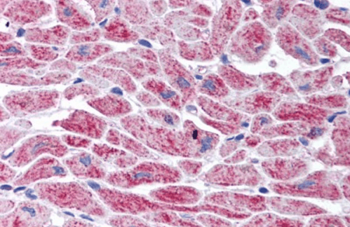 Goat anti-SNM1 (C Term) Antibody