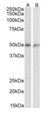 Goat anti-ECSM2 Antibody
