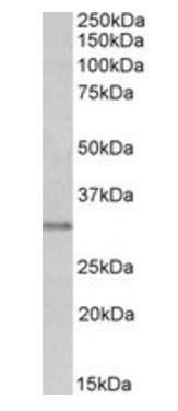 Goat anti-MSX1 Antibody