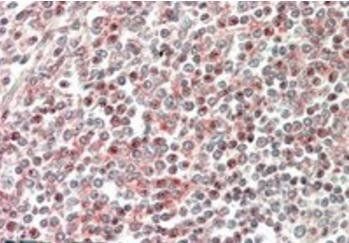 Goat anti-CD2BP2 (N Terminus) Antibody