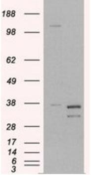 Goat anti-Pirin Antibody