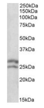 BCL2 Antibody