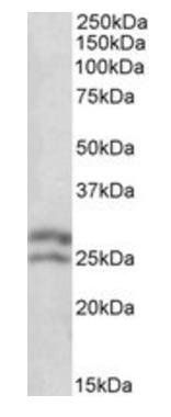 BCL2 antibody