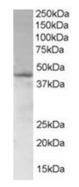 Goat anti-SAMSN1 Antibody