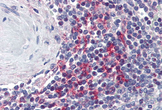 Goat anti-VAV3 Antibody