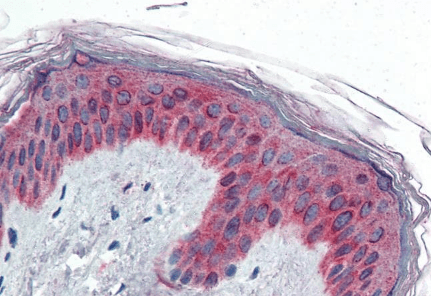 Goat anti-VAV3 Antibody