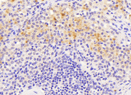 Goat anti-VAV3 Antibody