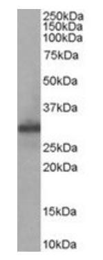 Goat anti-Fhl1/ Slim1 (mouse) Antibody