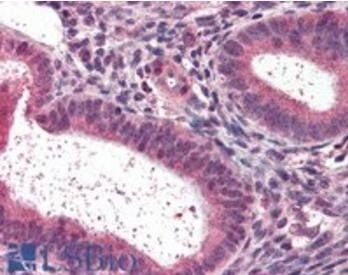 Goat anti-LXR beta / NR1H2 Antibody
