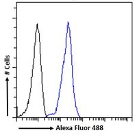 Goat anti-LRP6 Antibody
