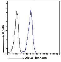 LRP6 antibody